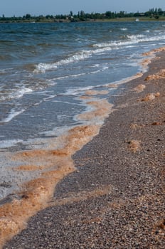 Water bloom, algae thrown onto the sandy shore during the period of mass development of algae in Tiligul estuary photo