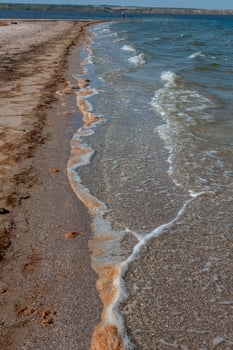 Water bloom, algae thrown onto the sandy shore during the period of mass development of algae in Tiligul estuary photo