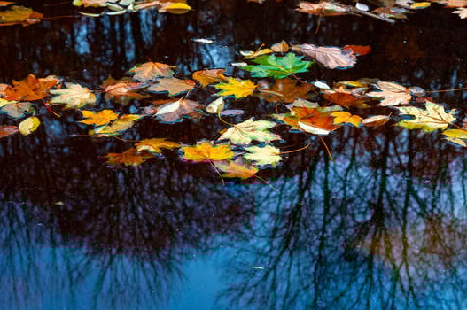 Autumn, yellow leaves sway on the water, reflections in the water. Sofievsky Park, Uman, Ukraine photo