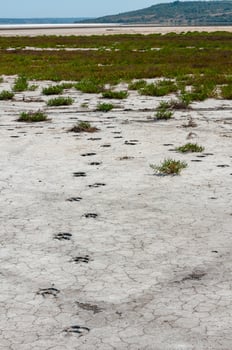 Traces of the hooves of a wild animal on the cracked dry muddy bottom of the Kuyalnik estuary photo