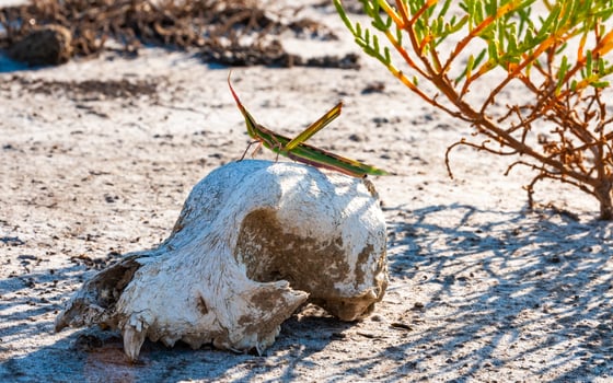 Acrida ungarica, insect sits on an old skull of a predatory animal against the background of cracked mud photo
