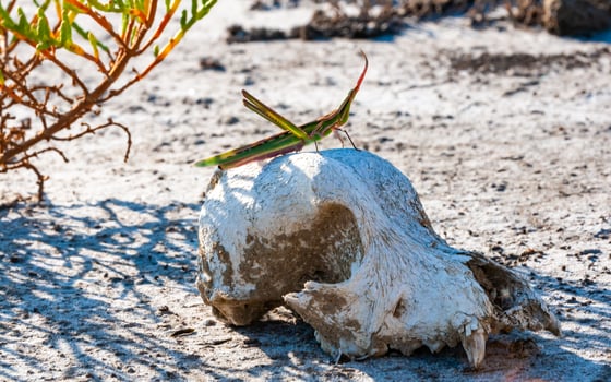 Acrida ungarica, insect sits on an old skull of a predatory animal against the background of cracked mud photo