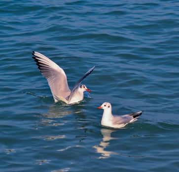The black-headed gull Chroicocephalus ridibundus Larus ridibundus photo