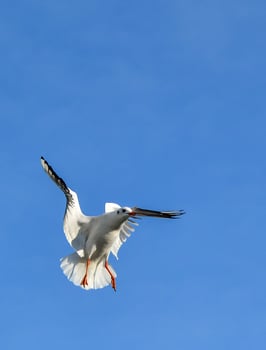 The black-headed gull Chroicocephalus ridibundus Larus ridibundus. Bird in flight with its wings spread wide, Black Sea photo