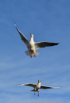 The black-headed gull Chroicocephalus ridibundus Larus ridibundus. Bird in flight with its wings spread wide, Black Sea photo