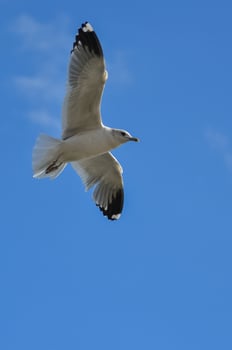 The black-headed gull Chroicocephalus ridibundus-Larus ridibundus. Bird in flight with its wings spread wide, Black Sea photo