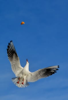 The black-headed gull Chroicocephalus ridibundus Larus ridibundus. Bird in flight with its wings spread wide, Black Sea photo