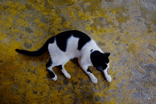 Adorable black and white cat lying on concrete floor photo