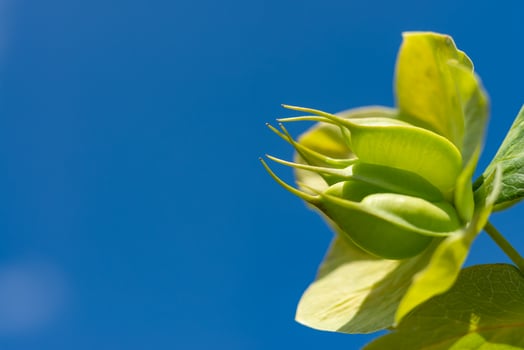 Christmas rose Hellebores Hellebore sp., yellow-green flowers against the blue sky photo