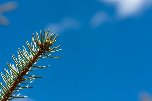 Sprig of coniferous tree Christmas tree against the blue sky photo