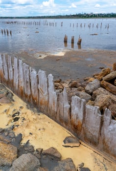 Yellow eggs of the crustaceans Artemia salina on the bank of the drying photo