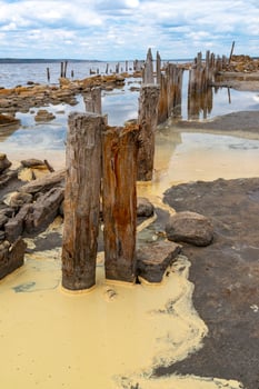 Yellow eggs of the crustaceans Artemia salina on the bank of the drying photo