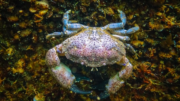 Jaguar round crab Xantho poressa. Fauna of the Black Sea photo