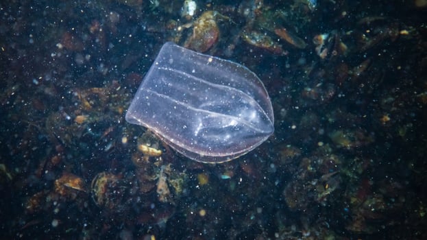 Jellyfish Beroe ovate eat Mnemiopsis leidy photo
