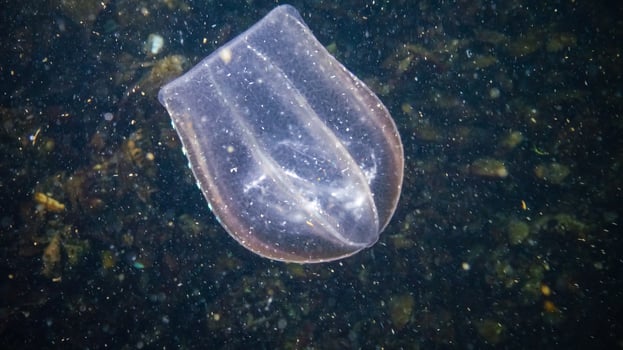Jellyfish Beroe ovate eat Mnemiopsis leidy photo