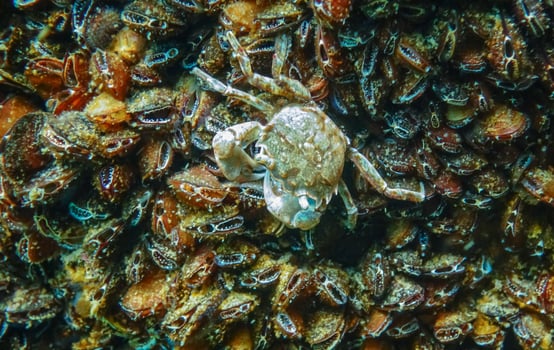 Brachinotus sexdentatus - small Black Sea crab among mussels photo