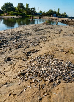 Environmental problem, mass death of fish Atherina sp. in the canal photo