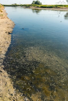 Environmental problem, mass death of fish Atherina sp. in the canal photo
