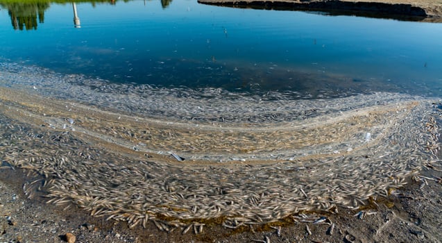 Environmental problem, mass death of fish Atherina sp. in the canal photo