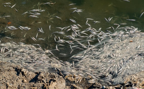 Environmental problem, mass death of fish Atherina sp. in the canal photo