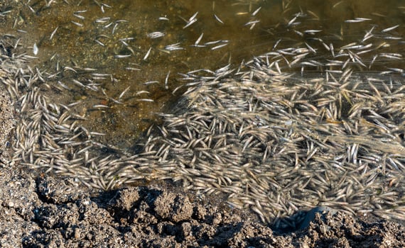 Environmental problem, mass death of fish Atherina sp. in the canal photo