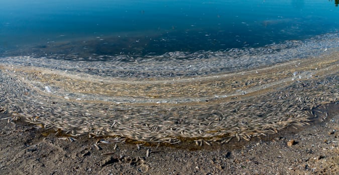 Environmental problem, mass death of fish Atherina sp. in the canal photo