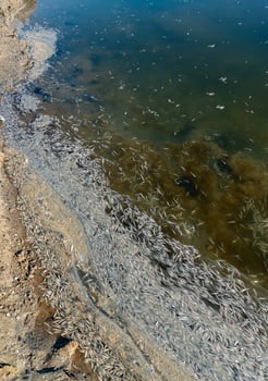 Environmental problem, mass death of fish Atherina sp. in the canal photo