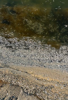 Environmental problem, mass death of fish Atherina sp. in the canal photo