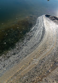 Environmental problem, mass death of fish Atherina sp. in the canal photo