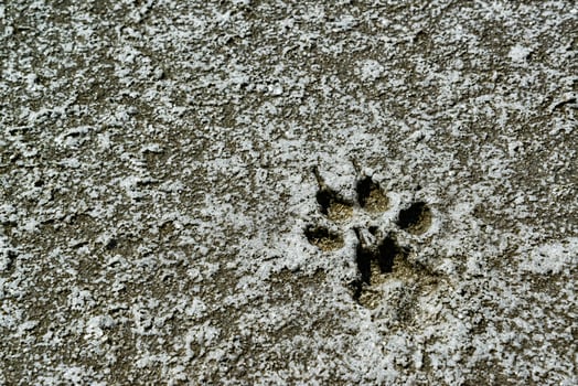 Traces of animals on the dried bottom of the Kuyalnik Estuary, covered with a layer of self-precipitating salt photo