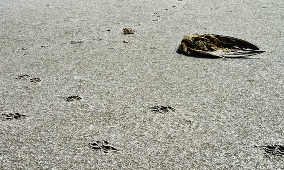Traces of animals on the dried bottom of the Kuyalnik Estuary, covered with a layer of self-precipitating salt photo