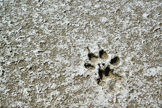 Traces of animals on the dried bottom of the Kuyalnik Estuary, covered with a layer of self-precipitating salt photo