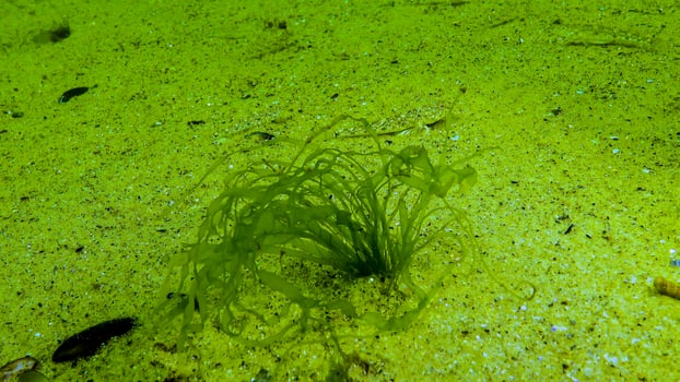 Algae of the Black Sea. Green algae -Ulva, Enteromorpha- on the seabed in the Black Sea photo