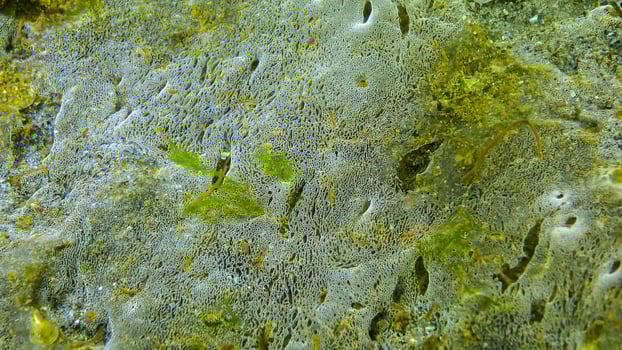 Marine funge on the surface of sand, the Black Sea. Ecology of the sea, pollution. photo
