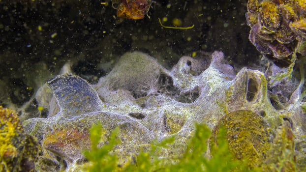 Marine funge on the surface of sand, the Black Sea. Ecology of the sea, pollution. photo