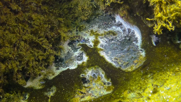 Marine funge on the surface of sand, the Black Sea. Ecology of the sea, pollution photo