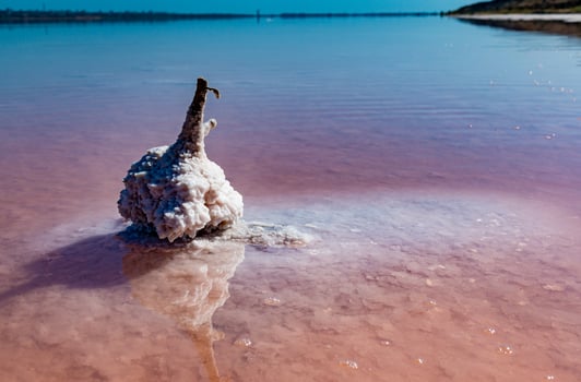 Salt Lake. Self-settling salt on wooden logs. Hypersaline water in a drying lake photo