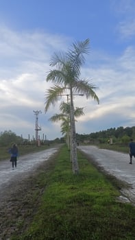 outdoor evening view with landscape photo