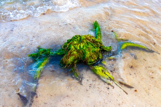 Old green roots and tree remains beach water in Mexico. photo
