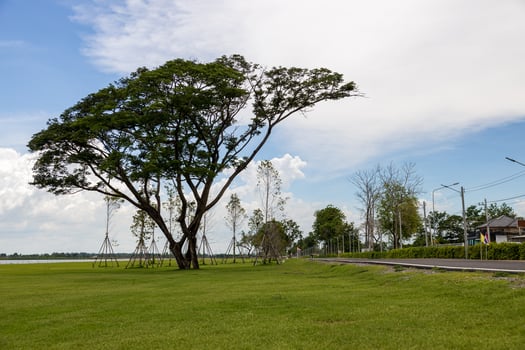 A view of a sweeping green lawn with large trees beautifully. photo