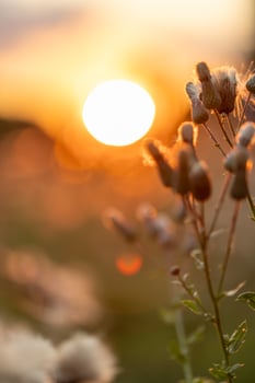 vertical image of a fluffy flower in the sunset light of the sun, summer evening photo
