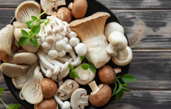Assortment of various mushrooms photo