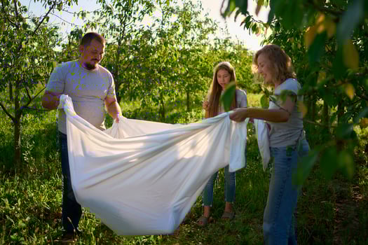 a family of four is playing with a white sheet in the garden, a toddler wants to flutter the sheet photo