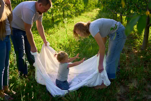 a family of four is playing with a white sheet in the garden, a toddler wants to flutter the sheet photo