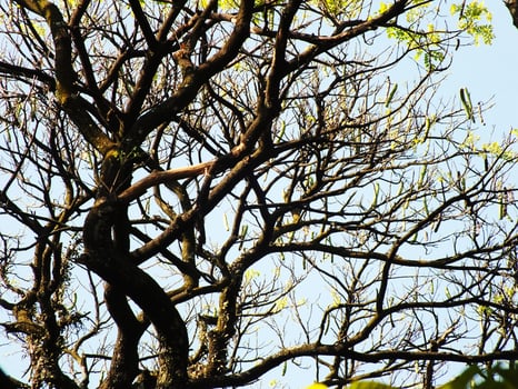 A tree with scattered leaves all over the branches is shown in the blue sky, creating the sense of a wild rain forest photo