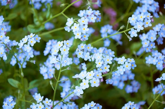 Blue forget me not flowers, spring flowering season. Floral background photo
