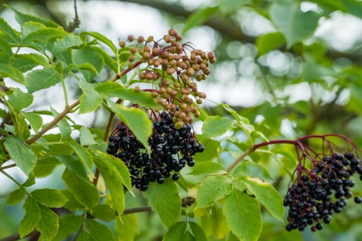 Black Elderberries of a danewort in summer. Green wet leaves in vibrant colours photo