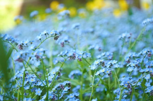 Blue forget me not flowers, spring flowering season. Floral background photo