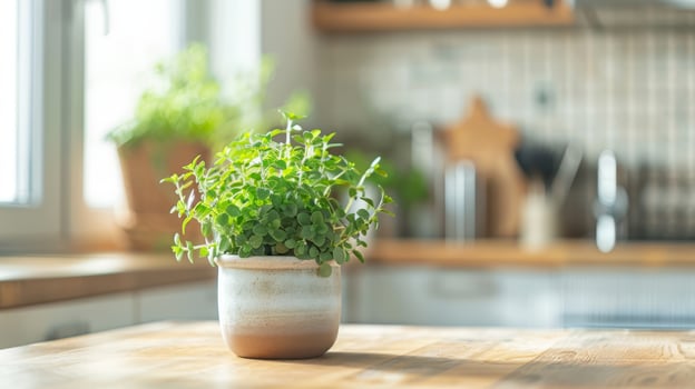 Ceramic pot with Fresh oregano plants photo