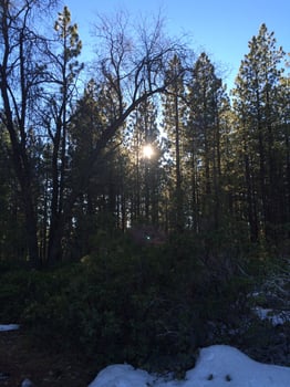 Sun Shining through Tall Pine Trees in Winter near Big Bear, California photo